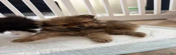 Pomeranian dogs for sale: Pomeranian 1 - Ad 1