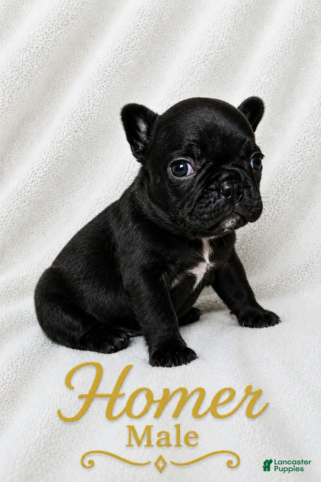 French Bulldog dogs Homer  - Ad 2