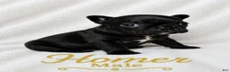 French Bulldog dogs for sale: Homer  - Ad 2