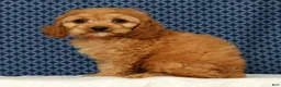 Cockapoo dogs for sale: Charlie - Ad 3