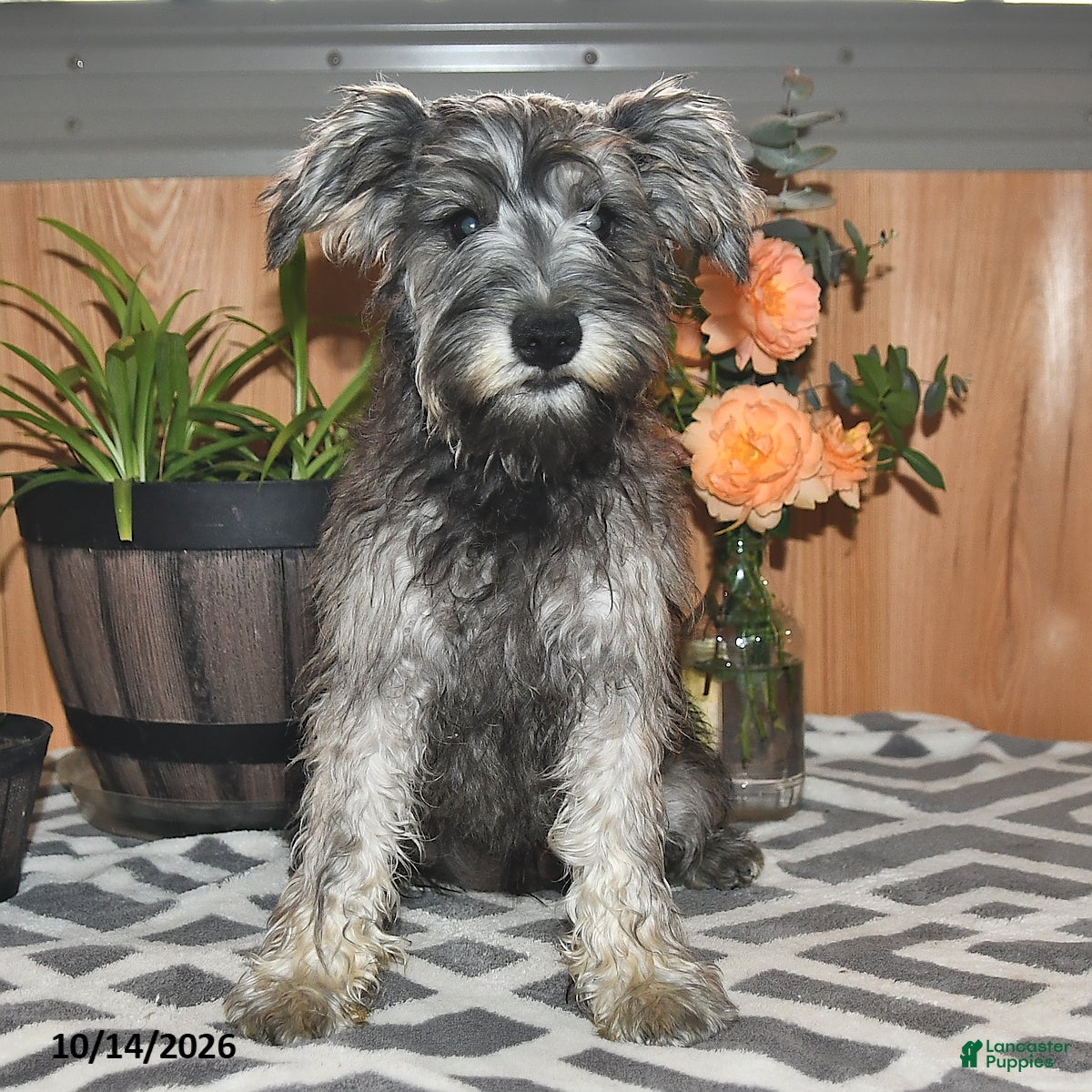Miniature Schnauzer dogs Mindy - Ad 1