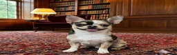 Chihuahua dogs for sale: Chihuahua 2 - Ad 24