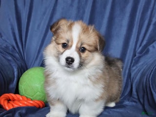 Welsh Corgi Pembroke dogs - Ad 15