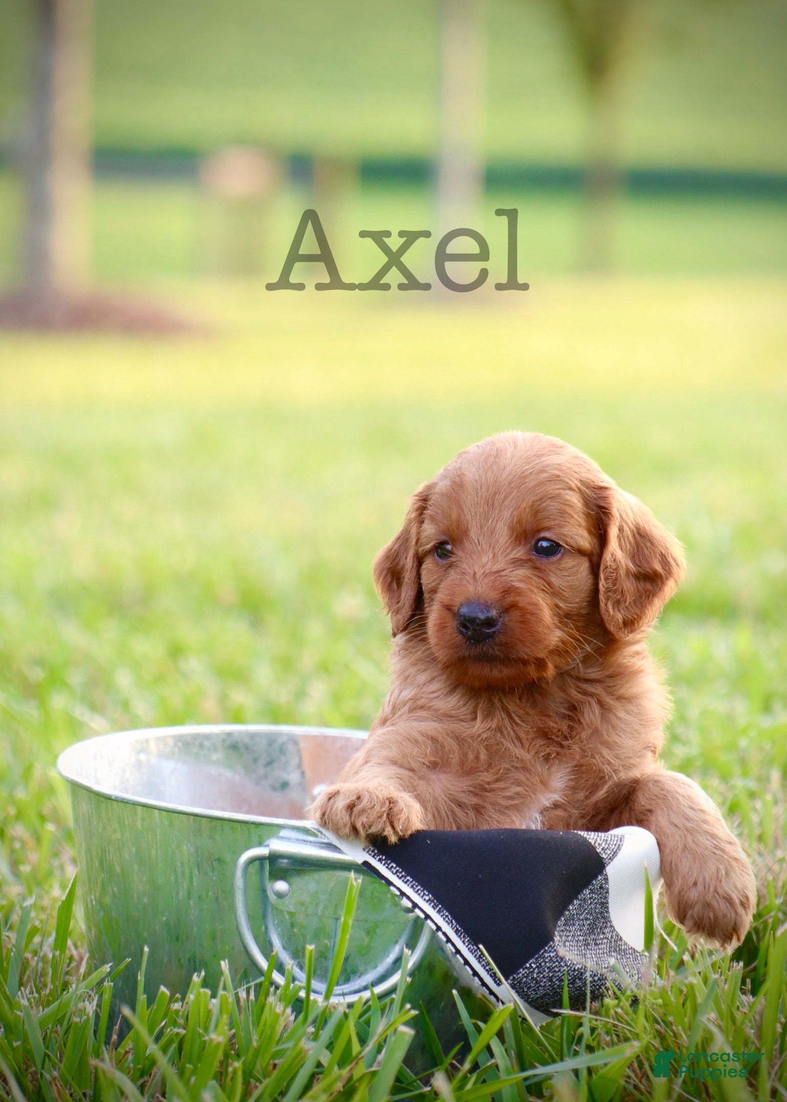 Mini Goldendoodle dogs for sale: Axel - Ad 3