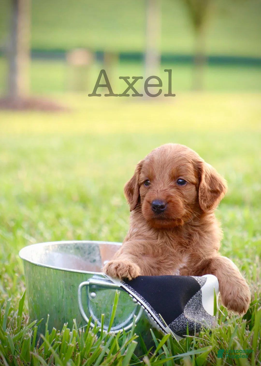 Mini Goldendoodle dogs for sale: Axel - Ad 1