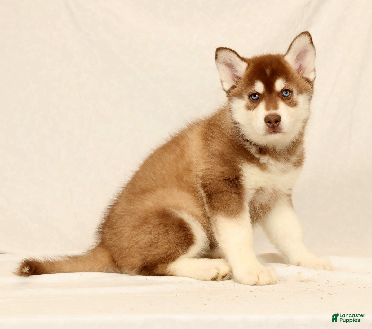 Gerberian Shepsky dogs Abby - Ad 1