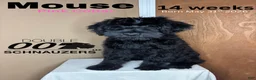 Giant Schnauzer dogs for sale: Mouse - Ad 1