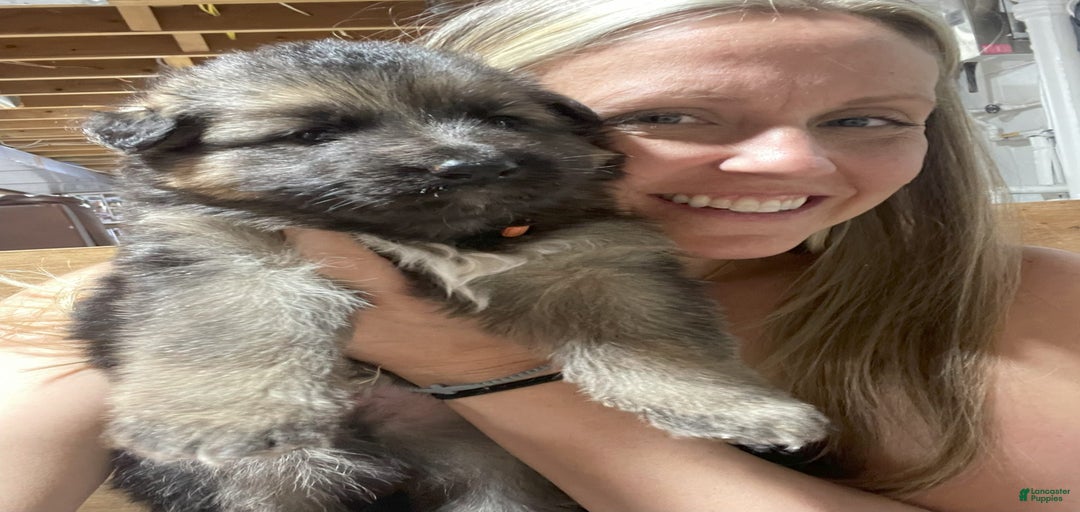 Gallery Image {{count}}