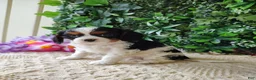 Cavalier King Charles Spaniel dogs for sale: Lexi - Ad 5