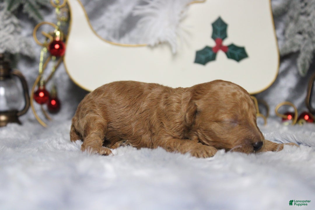 Toy Poodle dogs for sale: Ruby - Ad 7