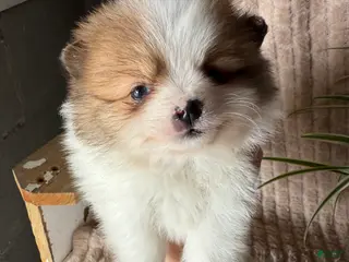 Pomeranian dogs Caleb - Ad 4