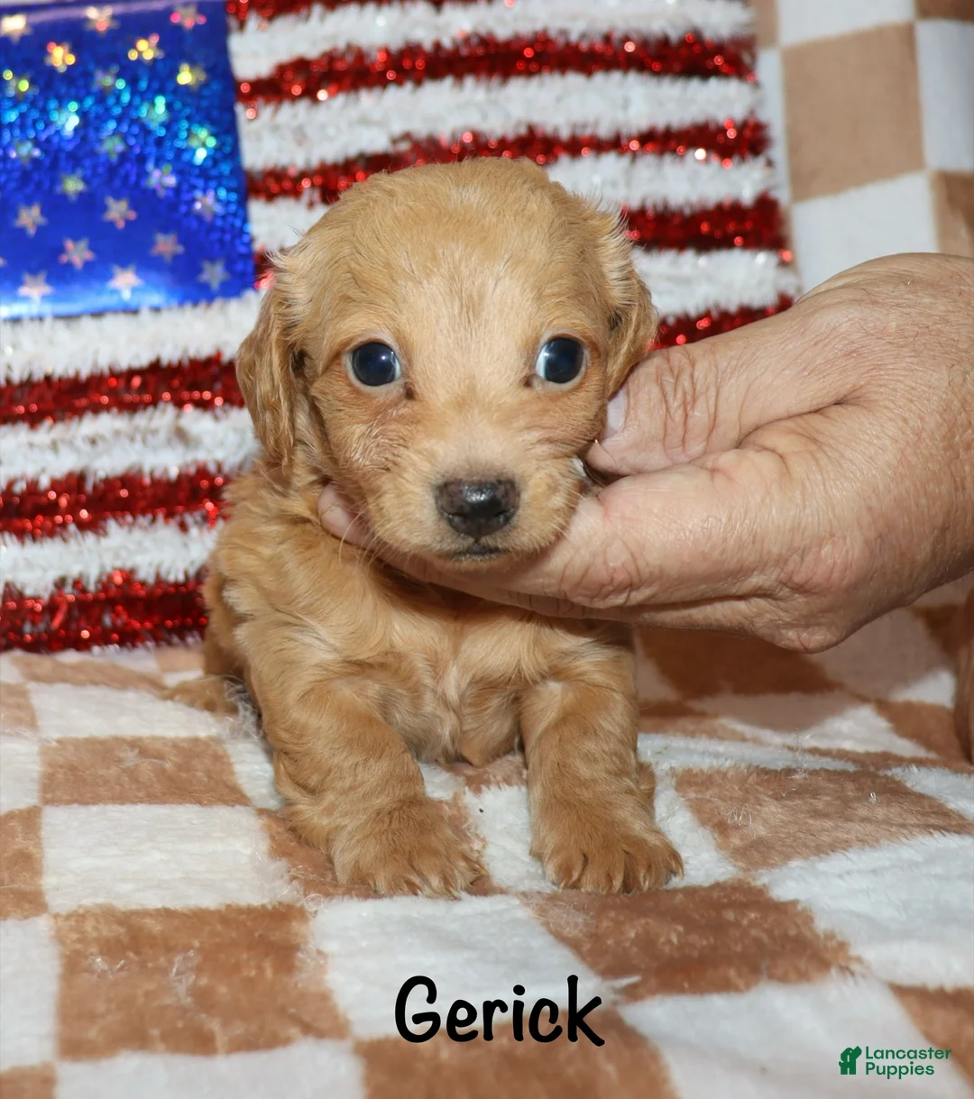 Miniature Dachshund dogs for sale:  Gerick - Ad 6
