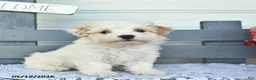 Havanese dogs for sale: Captain  - Ad 3