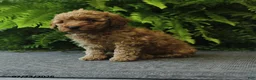 Miniature Poodle dogs for sale: Nugget - Ad 4