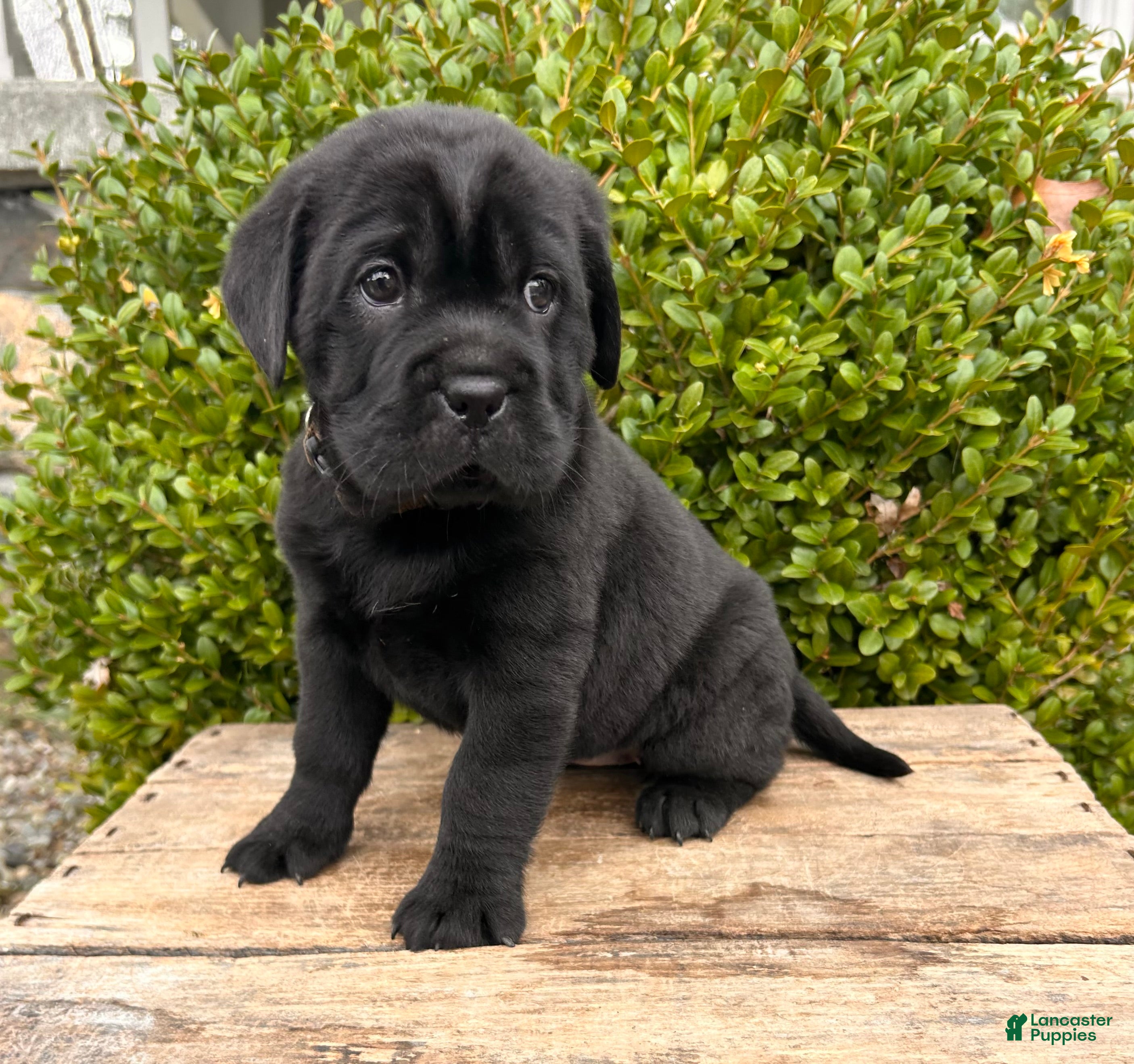 Mini Hippo dogs Infinity - Ad 1