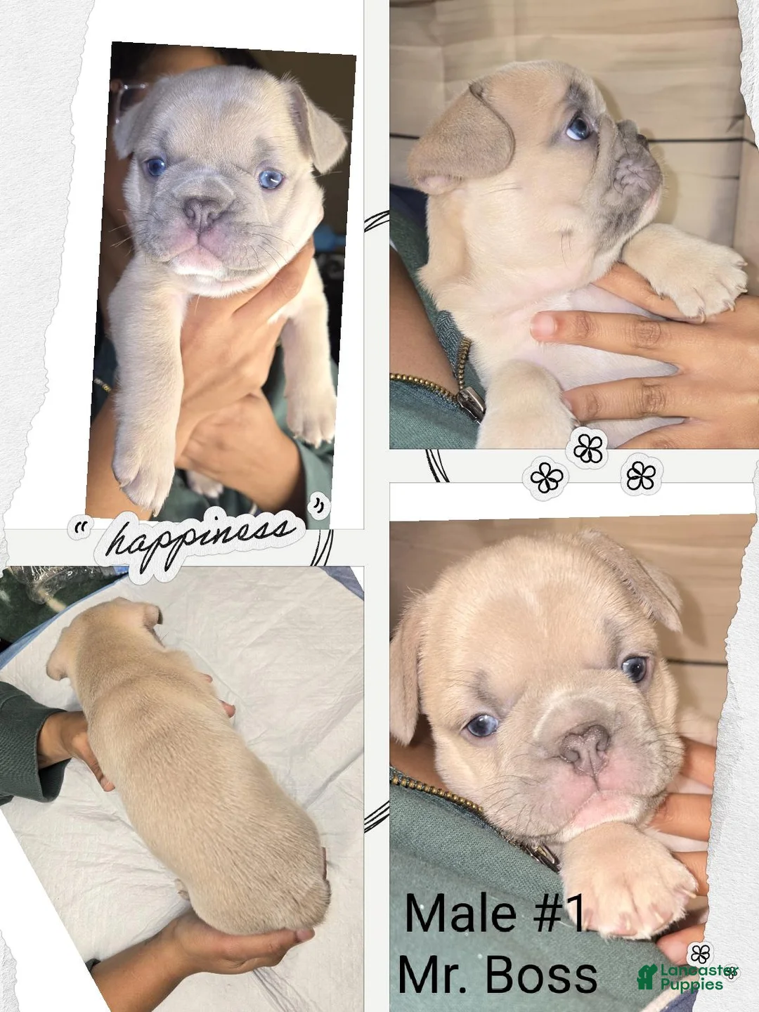 French Bulldog dogs for sale: French Bulldog 1 Mr.Boss - Ad 1