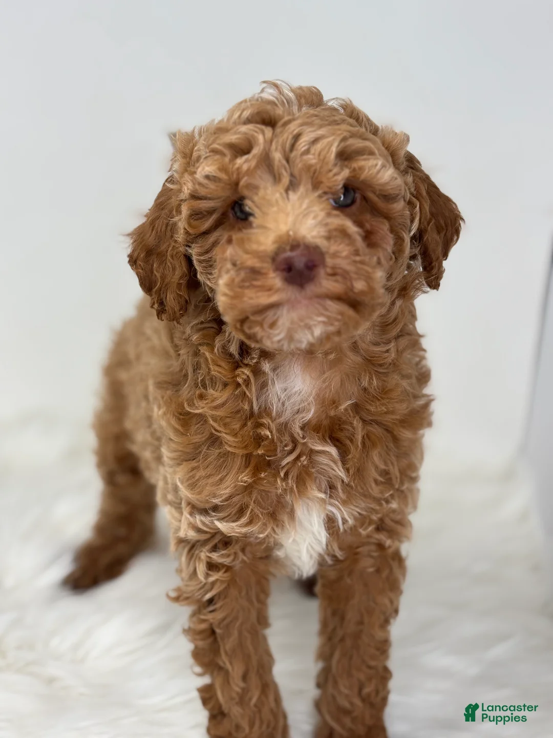 Miniature Poodle dogs for sale: Marion - Ad 3