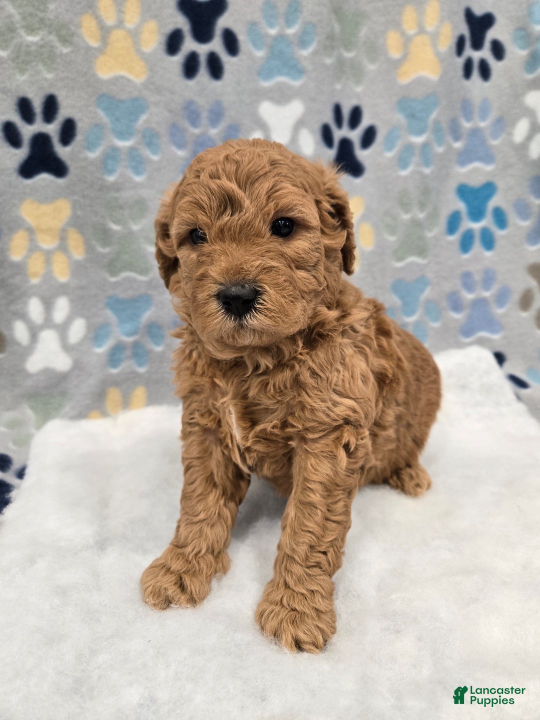 Mini Goldendoodle dogs for sale: Leo - Ad 5