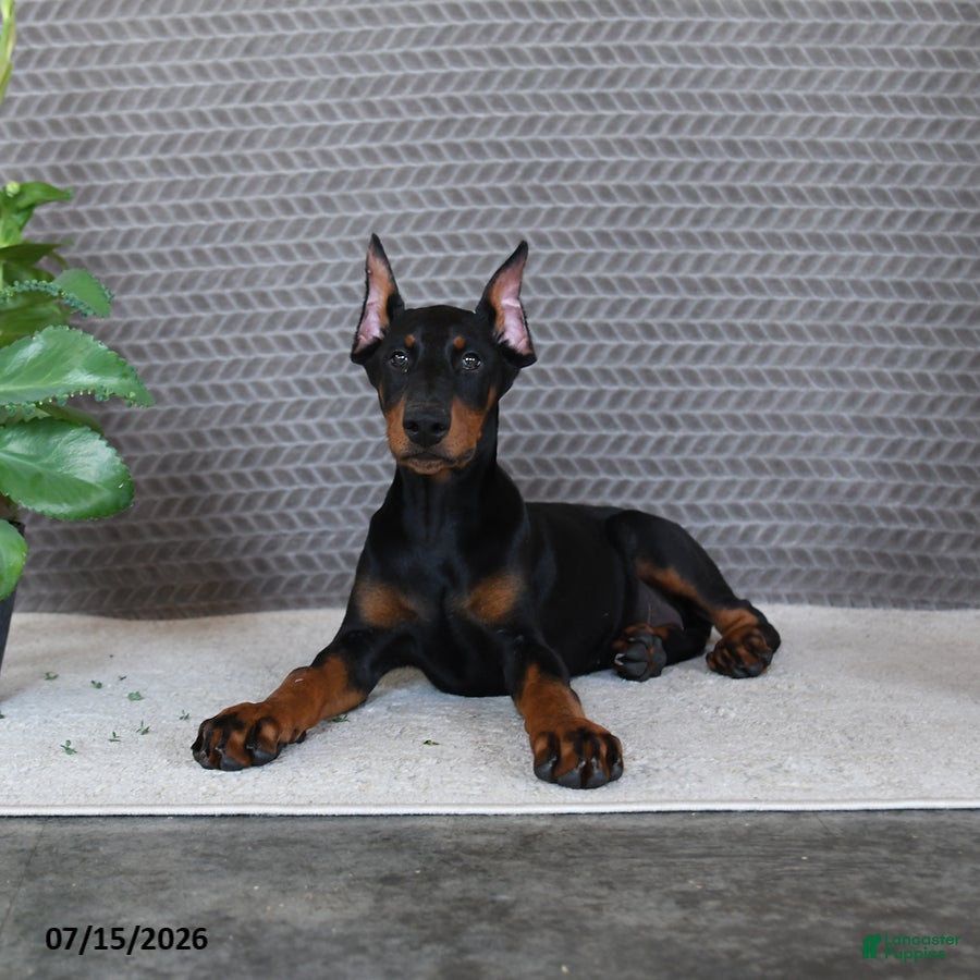 Doberman Pinscher dogs Diamond - Ad 2