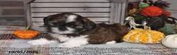 Shih Tzu dogs for sale: Dixon - Ad 6
