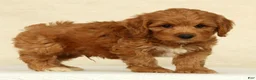 Cockapoo dogs for sale: Asher - Ad 3