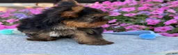 Yorkshire Terrier dogs for sale: Ira - Ad 13