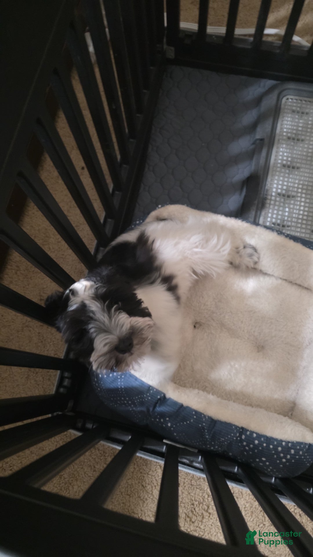 Miniature Schnauzer dogs Jasmine - Ad 2