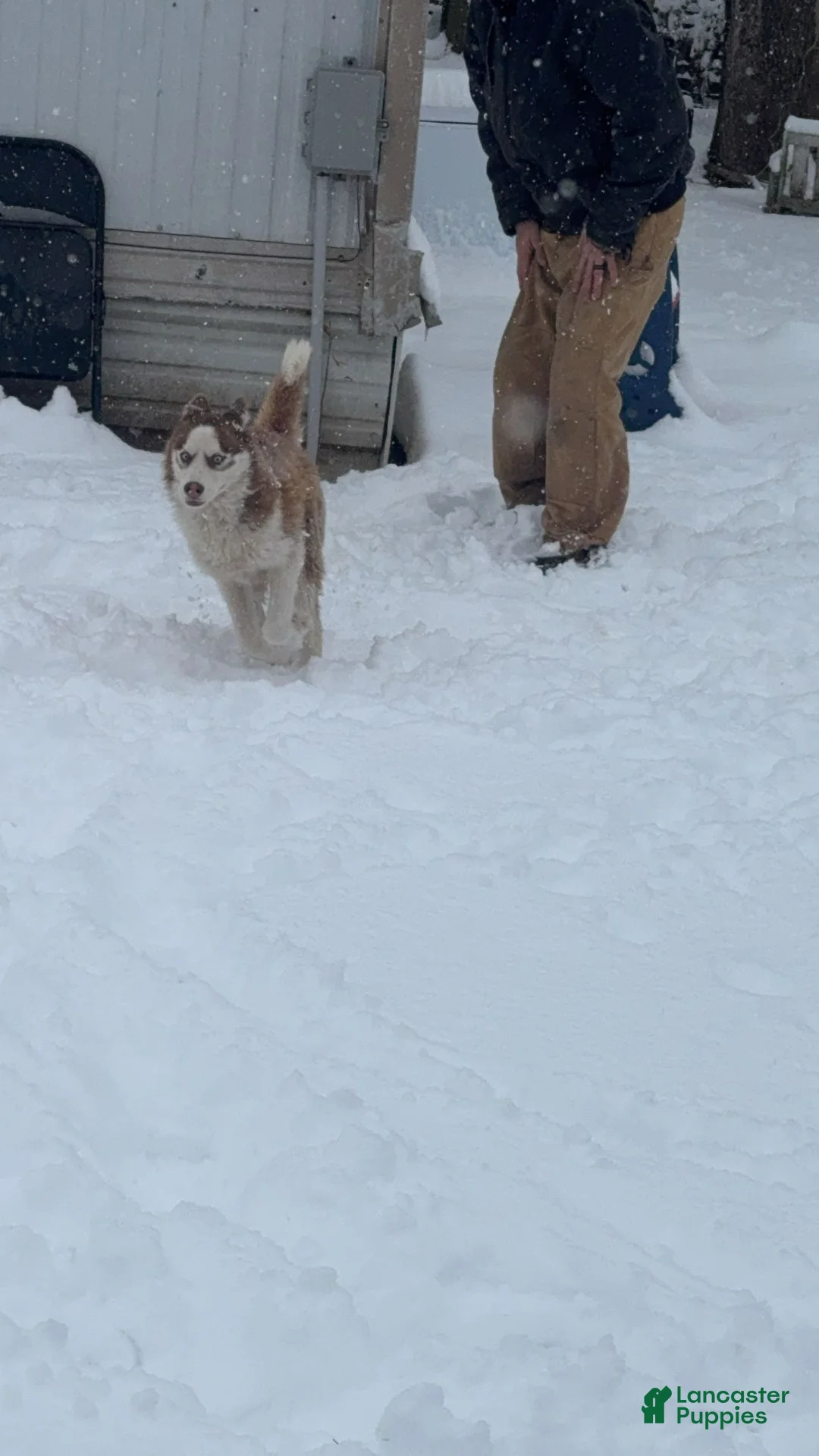 Siberian Husky dogs for sale: Thor - Ad 2