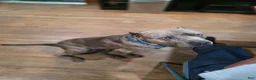 American Pit Bull Terrier dogs for sale: American Pit Bull Terrier 1 - Ad 9
