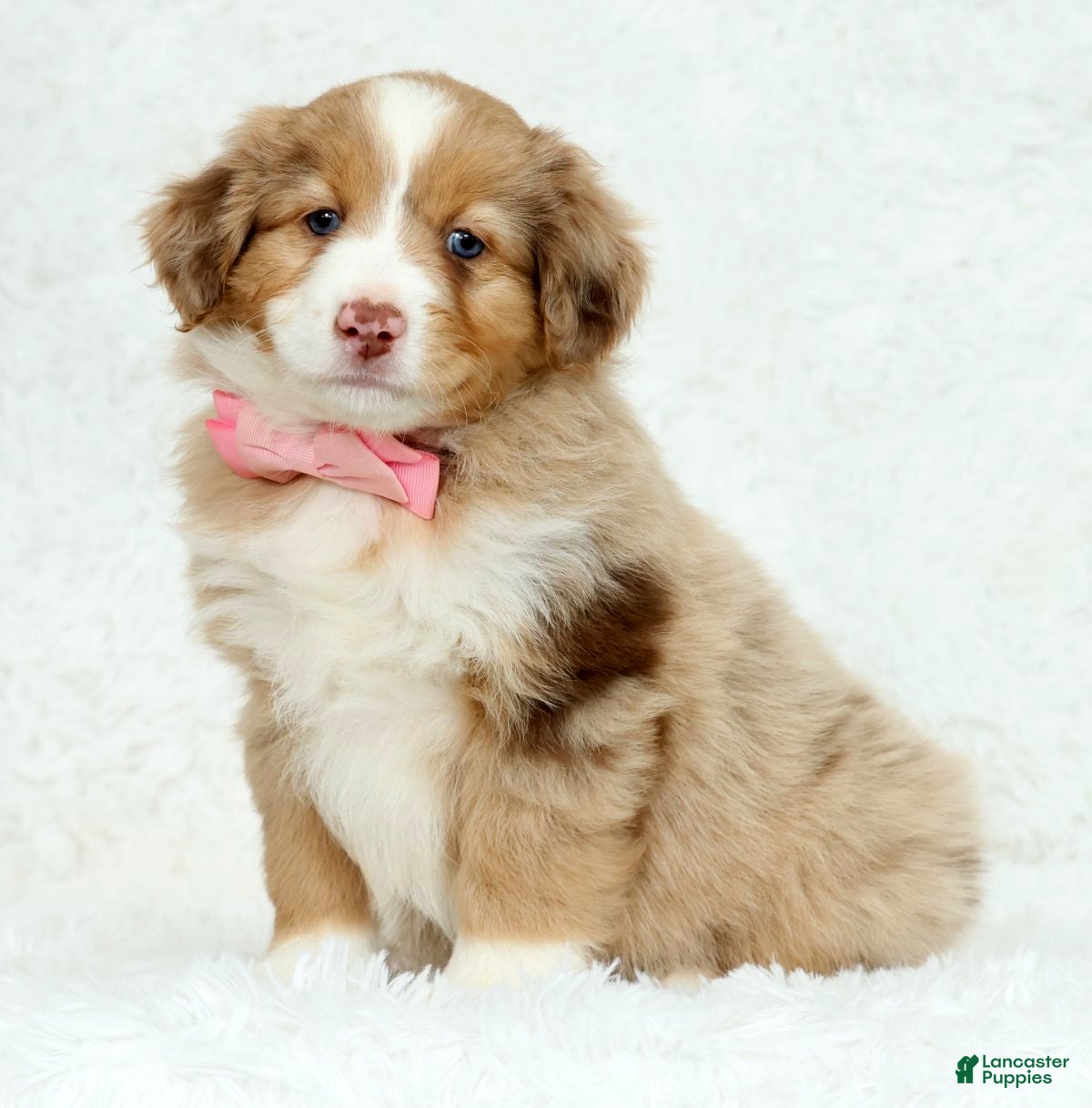 Australian Shepherd dogs Quinn - Ad 1