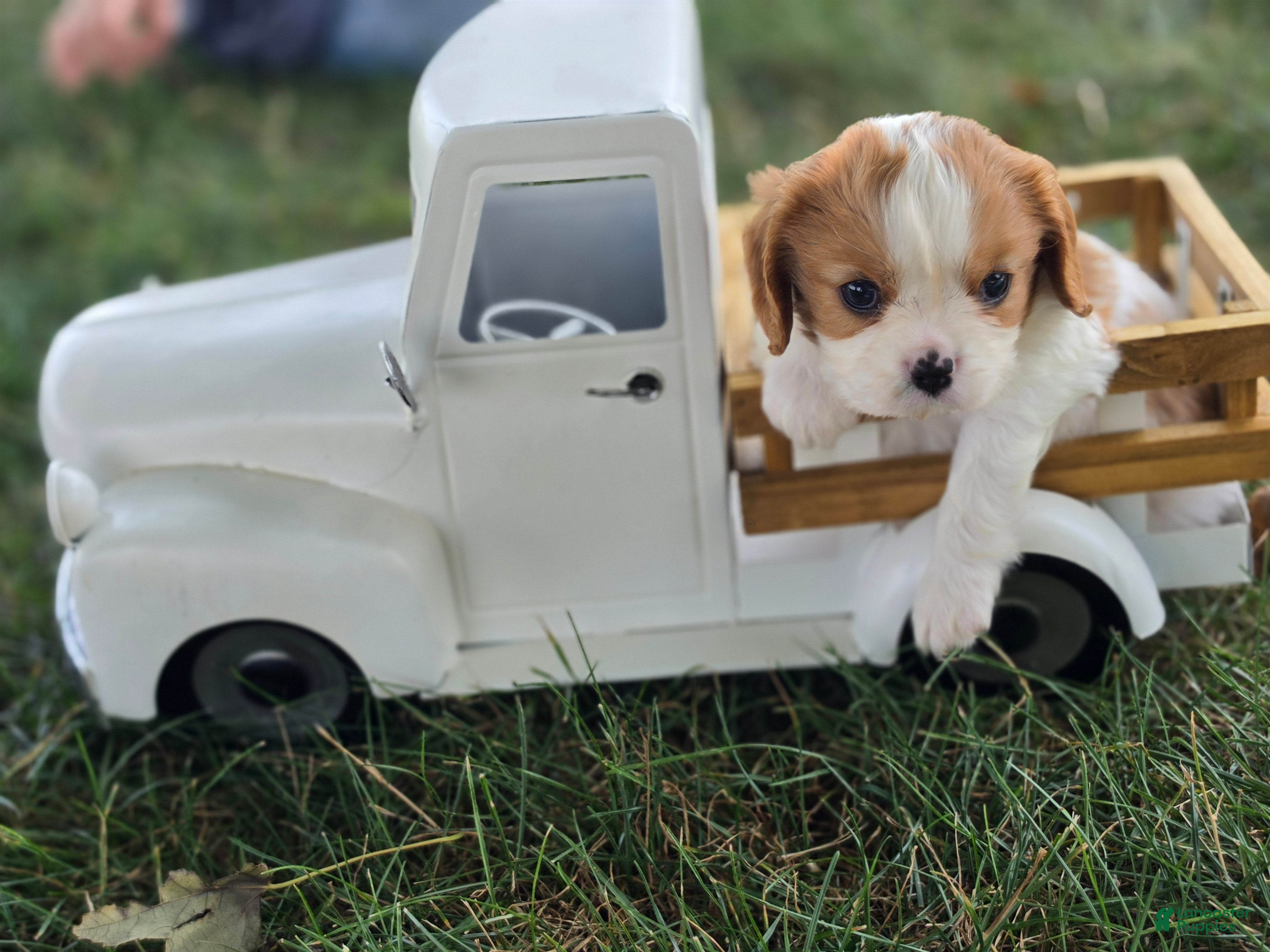 Cavalier King Charles Spaniel dogs Leo - Ad 2