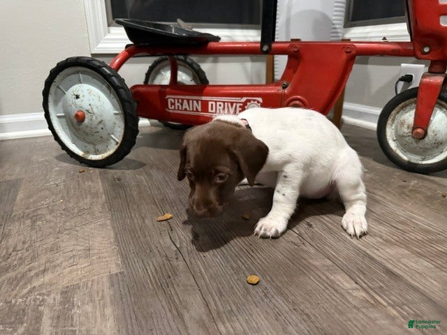 German Shorthaired Pointer dogs Lainey - Ad 2