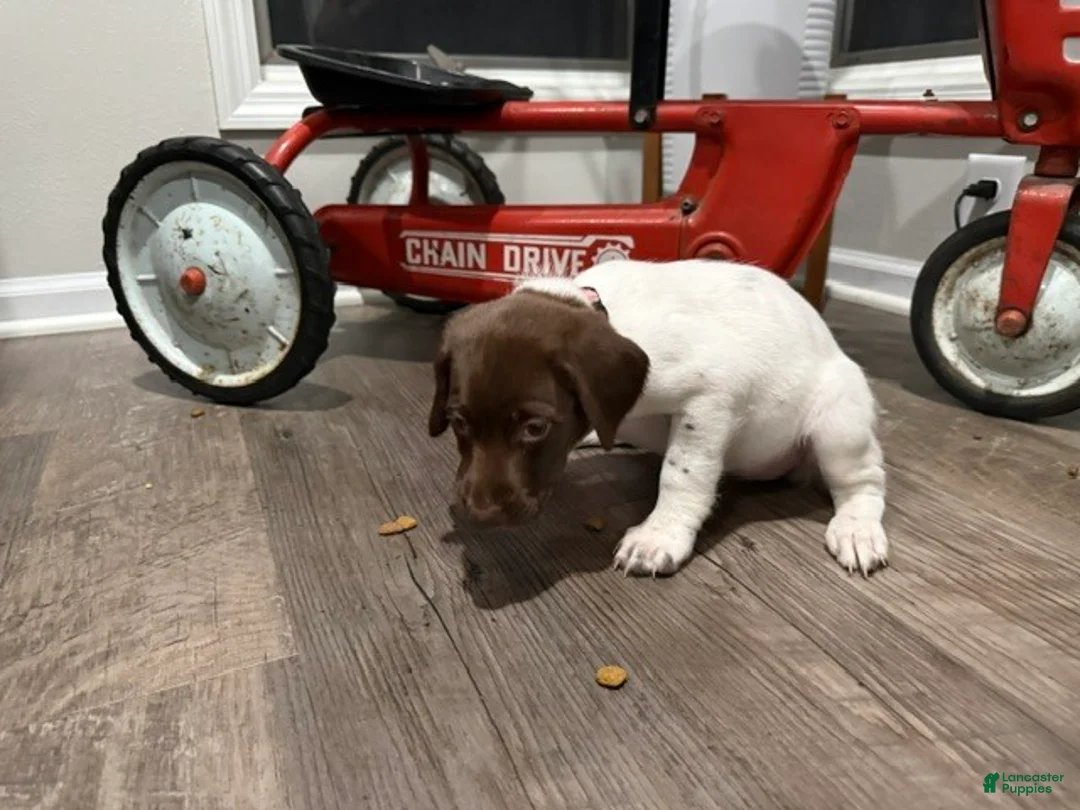 German Shorthaired Pointer dogs for sale: Lainey - Ad 2