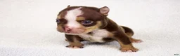 American Bully dogs for sale: Chocolate Tri Merle Female - Ad 6