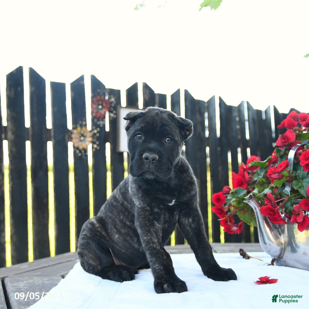 Cane Corso dogs for sale: Lance  - Ad 16