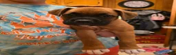 Boxer dogs for sale: Bear - Ad 17