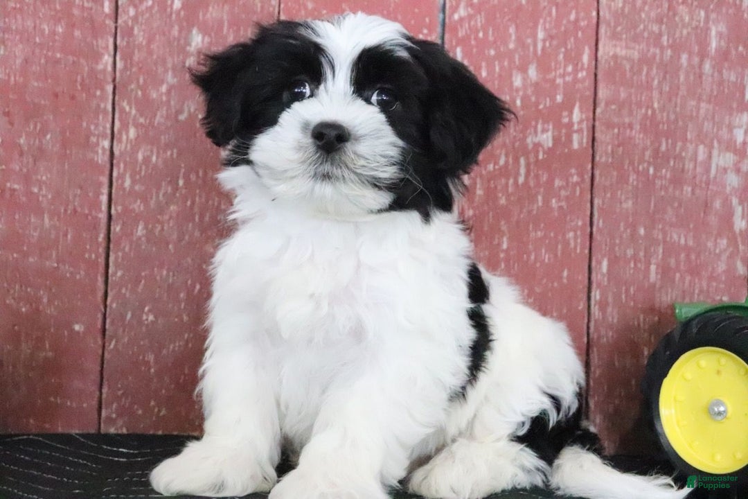 Teddy Bear dogs for sale: Lance - Ad 3