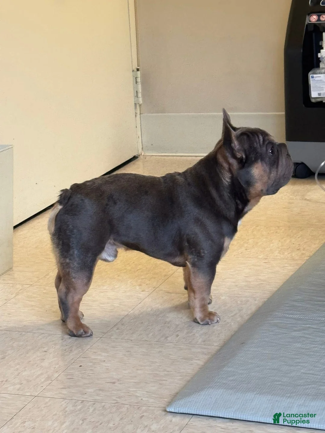 French Bulldog dogs for stud: Mr. Steal Yo Girl “Tinder” Blue  - Ad 16