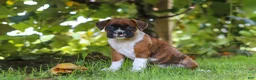 Boxer dogs for sale: Dally - Ad 3