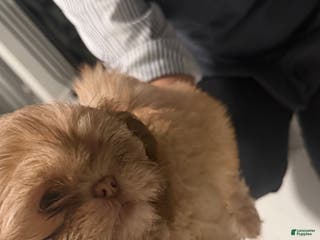 Shih Tzu dogs Shih Tzu Puppy 1 - Ad 39