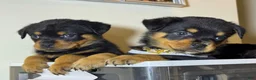 Rottweiler dogs for sale: Rottweiler 10 - Ad 14