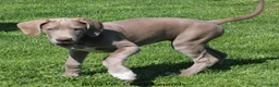 Great Dane dogs for sale: Great Dane Puppy 2 - Ad 9
