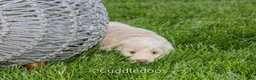 Mixed Breed dogs for sale: Mars - Ad 2