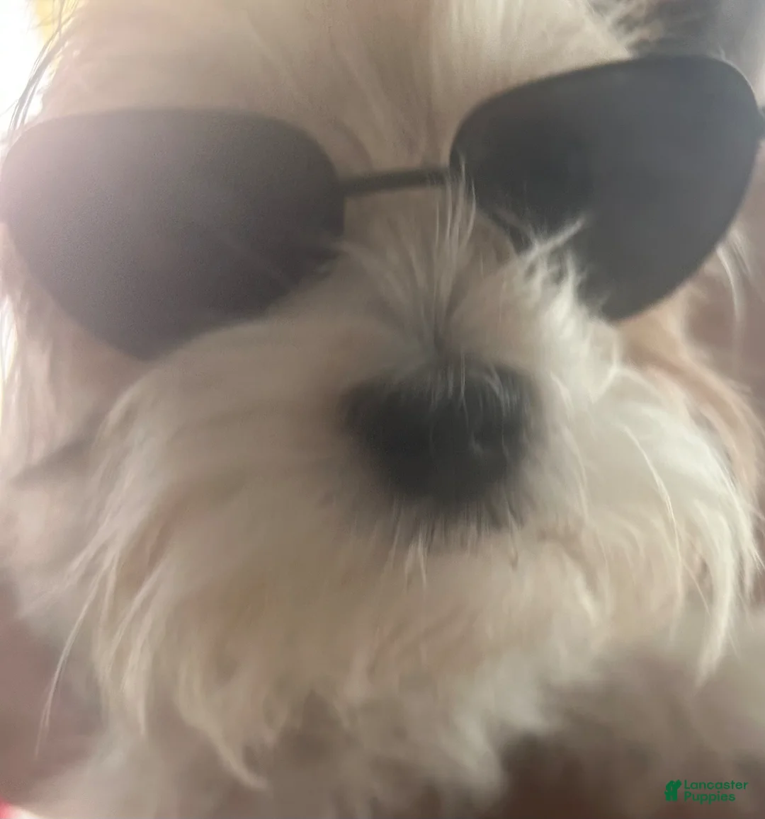 Morkie dogs for sale: Morkie Puppy 1 - Ad 2