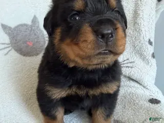 Rottweiler dogs Jackson - Ad 6