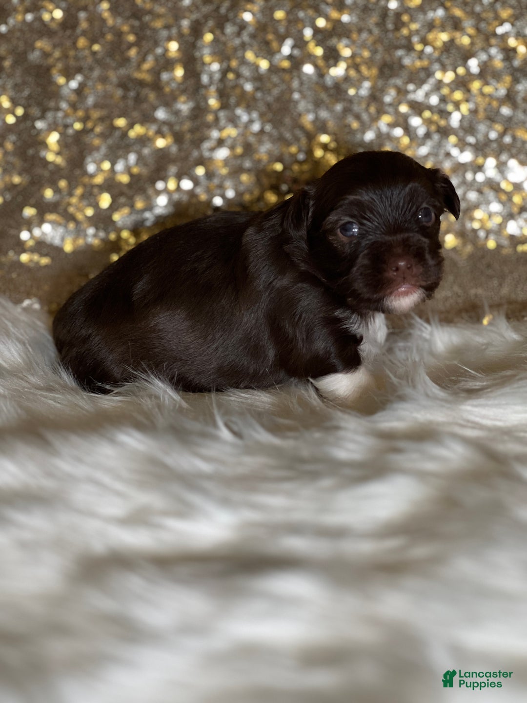 Havanese dogs for sale: Chewy - Ad 6