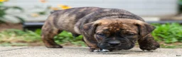 Beabull dogs for sale: Ashton  - Ad 13