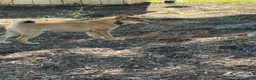 Shiba Inu dogs for sale: Kira - Ad 2