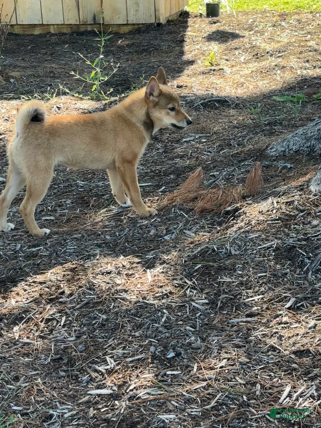 Shiba Inu dogs for sale: Kira - Ad 2