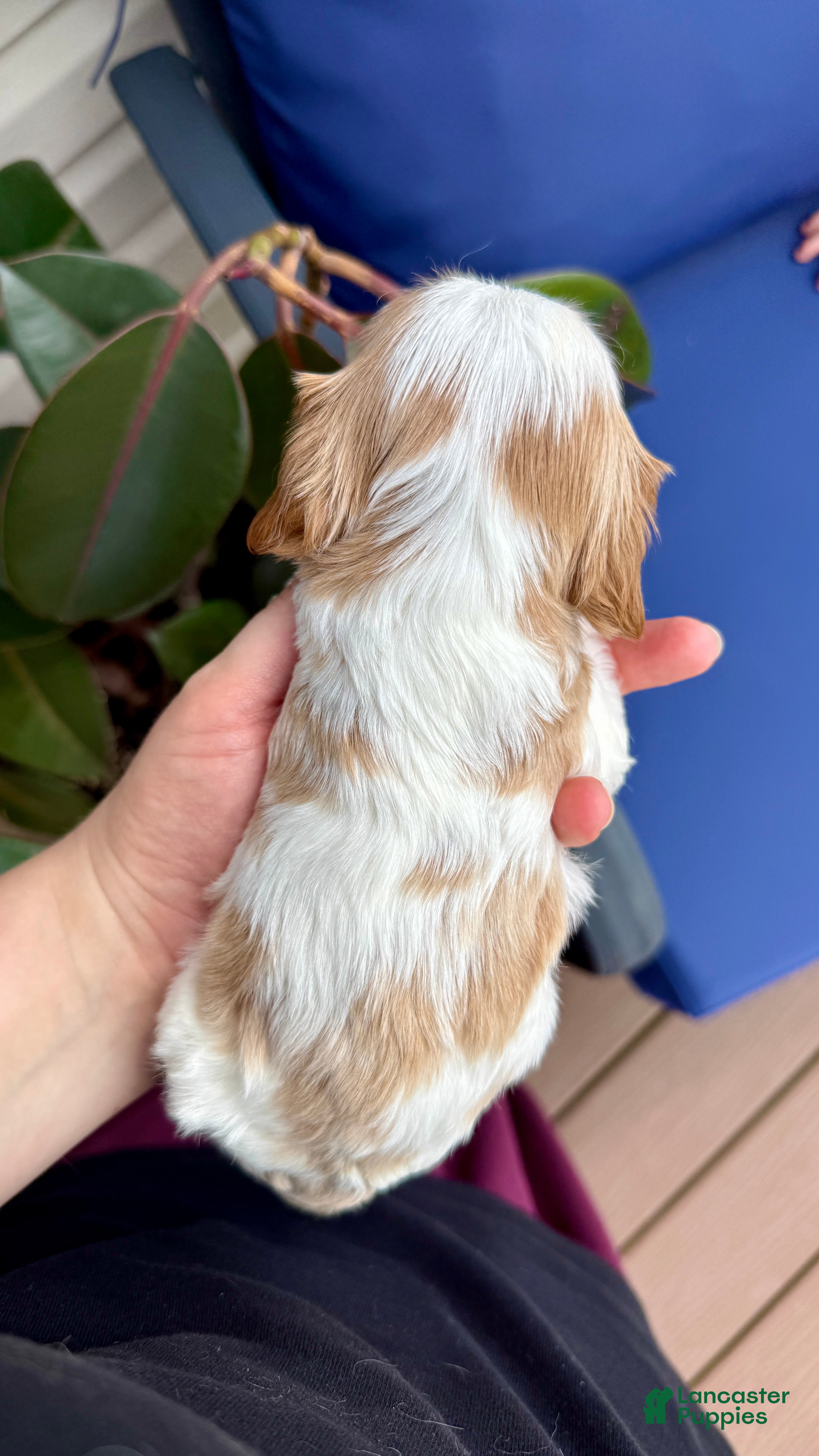 Cavalier King Charles Spaniel dogs Duke - Ad 2